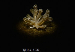 Nudibranch on stage by R.a. Suk 
